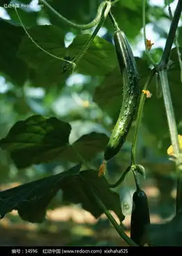 黄瓜088图片