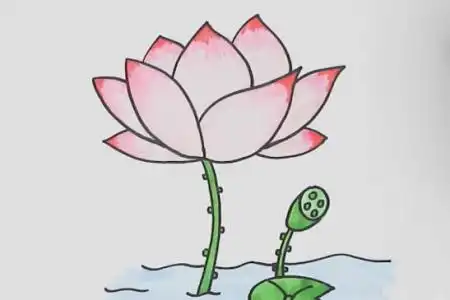 漂亮的荷花简笔画
