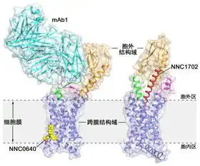 中国科学家取得研究新进展有助开发糖尿病新药
