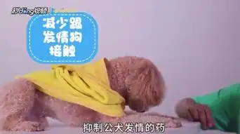 怎样照顾好发情期间的泰迪狗狗