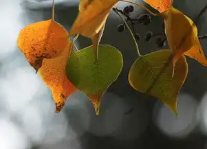 秋色斑斓2
