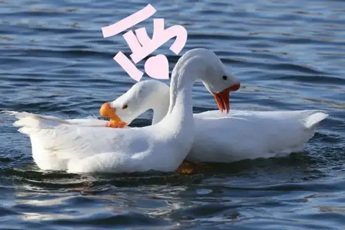 树上停着一只,一只什么鸟