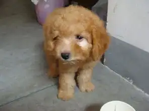 小泰迪狗狗生病怎么办啊