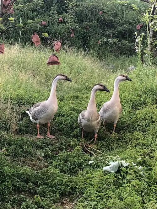 跑山鹅翩翩起舞