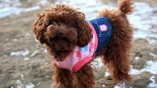 如果泰迪犬不做绝育,几年后会变成什么样,你知道吗