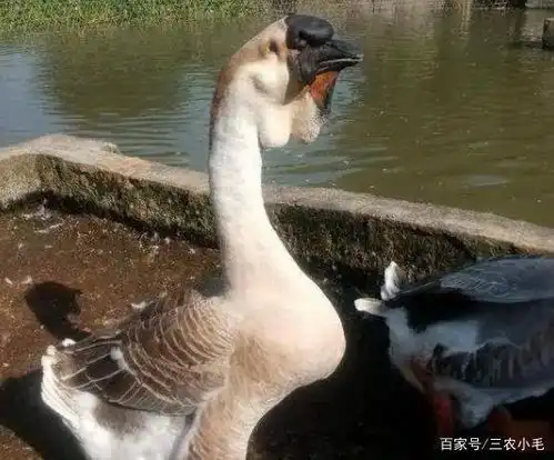 我国培育出来的狮头鹅,被称为鹅界巨无霸,为何却很少人养