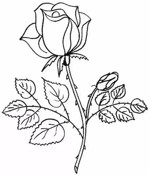 100多张花卉线描手稿素材,你想画的花卉手稿,都在这里