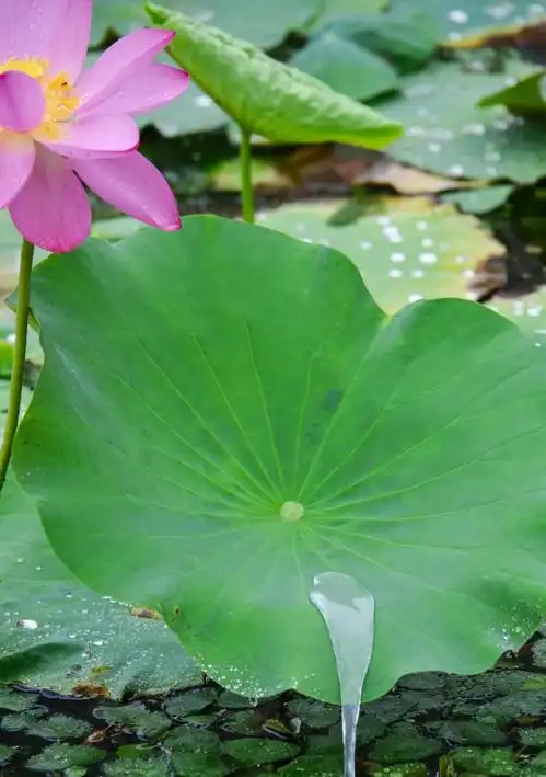 锡山鹅湖看网红花海不早不晚刚刚好