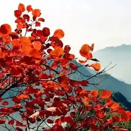 阳光大好,秋色正浓,快来新乡南太行赴深秋之约...