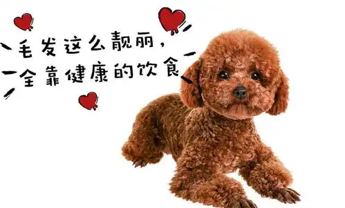 除了吃狗粮,这6种食物,泰迪越吃越健康,一般家庭都有狗狗