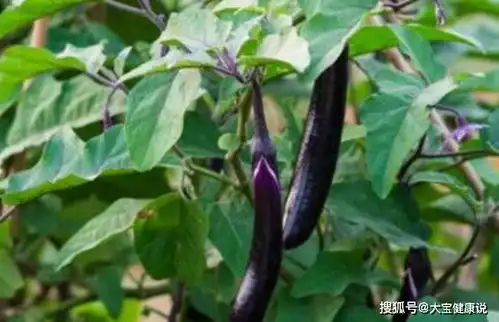 茄子和一宝搭配吃,延缓皱纹生长,肌肤更细腻,现在知道还不算晚