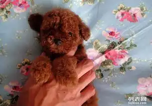 合肥出售限量珍藏纯种韩国血统茶杯玩具迷你贵宾泰迪熊犬
