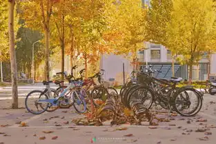 小编的双眼基本被这些高校秋景图闪瞎了,所以就不配题图了