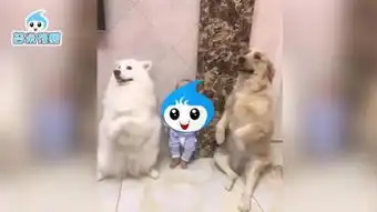 2只泰迪狗狗罚站