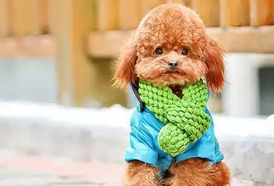 泰迪犬的这6种行为,经常被误认为在撒娇,其实是因为它生病了