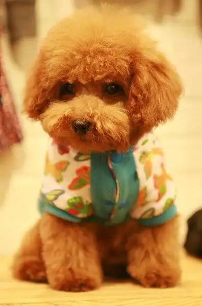 泰迪狗狗在水里挣扎的那一刻