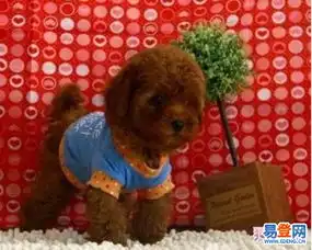 沈河