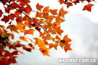 12月广西秋色斑斓德保枫叶赛九寨