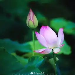 昨天这场暴雨,让无锡美成仙境
