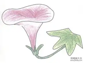 花朵简笔画紫色牵牛花简笔画图片