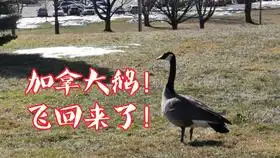 霸气的加拿大鹅