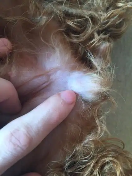 泰迪母狗的生殖器和一般的狗狗有什么不一样吗,我家的是超小体,请家里养着泰迪的回答