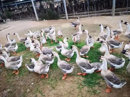鹅饭儿来了源自潮汕,卤味市集