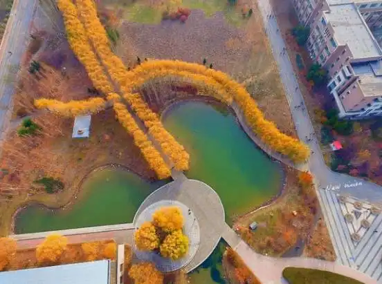 大家好,给大家介绍一下,这是沈阳最美高校秋景