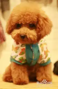 宠物狗狗需要怎样饲养比较好