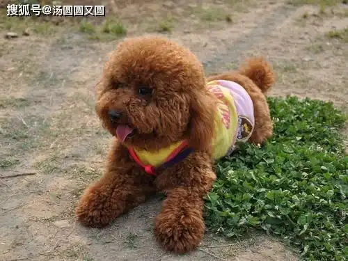 狗狗的皮肤问题怎么处理,泰迪狗颈部一块脱毛看得到皮