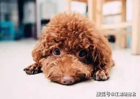 泰迪舔你手脚是想告诉你这些事,养狗多年的你,可能都不知道